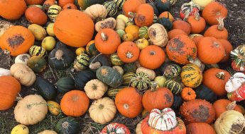 Different types of pumpkins brighton