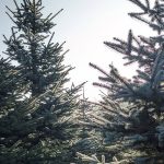 christmas-tree-brighton