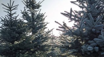 christmas-tree-brighton