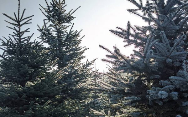 Where to buy your Christmas tree this year