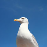 seagull brighton