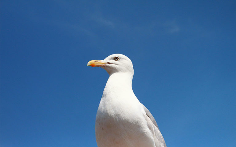seagull brighton