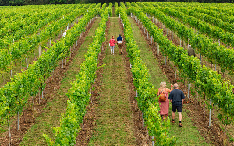 bolney vineyard