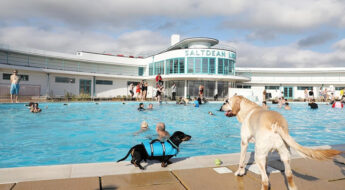Saltdean lido dog swims