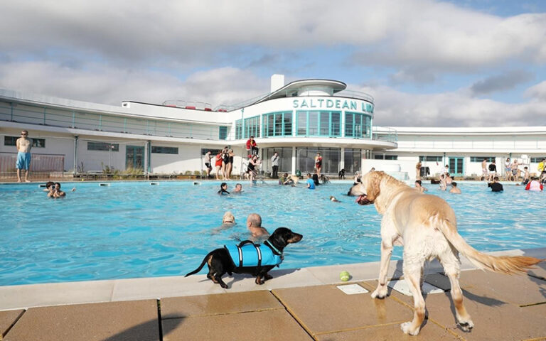 Saltdean lido dog swims